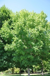 Acer saccharum  'Commemoration' — photo 3